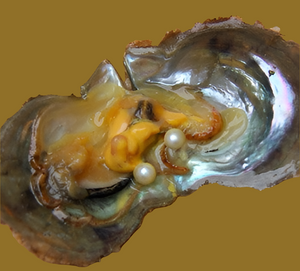 Twin Oyster