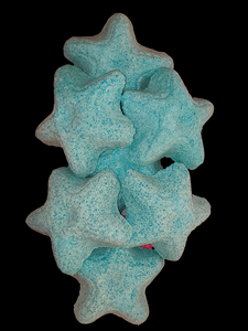 STARFISH SURPRISE FIZZIES!!!