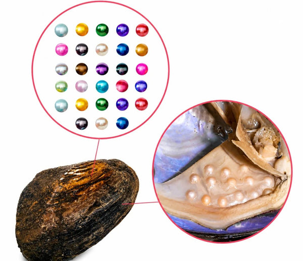 MONSTER RAINBOW 🌈 OYSTERS