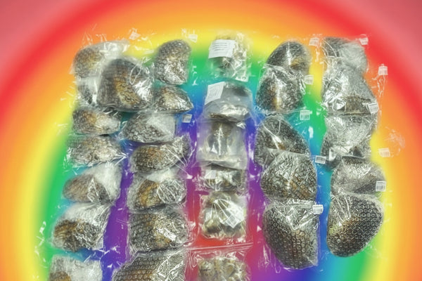 MONSTER RAINBOW 🌈 OYSTERS