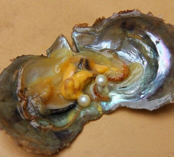 Twin Oyster